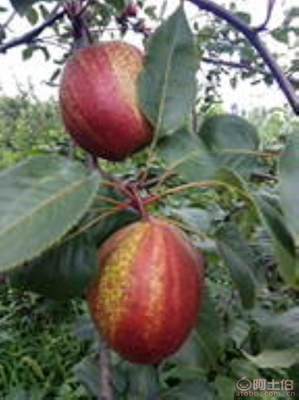 黃金梨苗種植與管理指南 栽種時間、水肥控制與生長表現